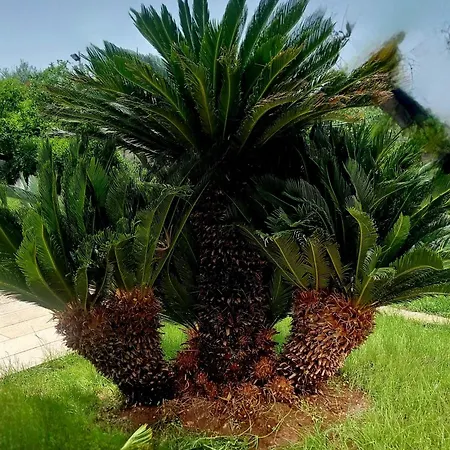 Alojamento de Acomodação e Pequeno-almoço Rosa Podere 28 Palagianello